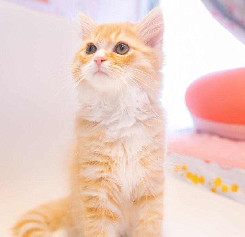美顔ねこ