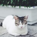 お気に入り（ミュージカル）