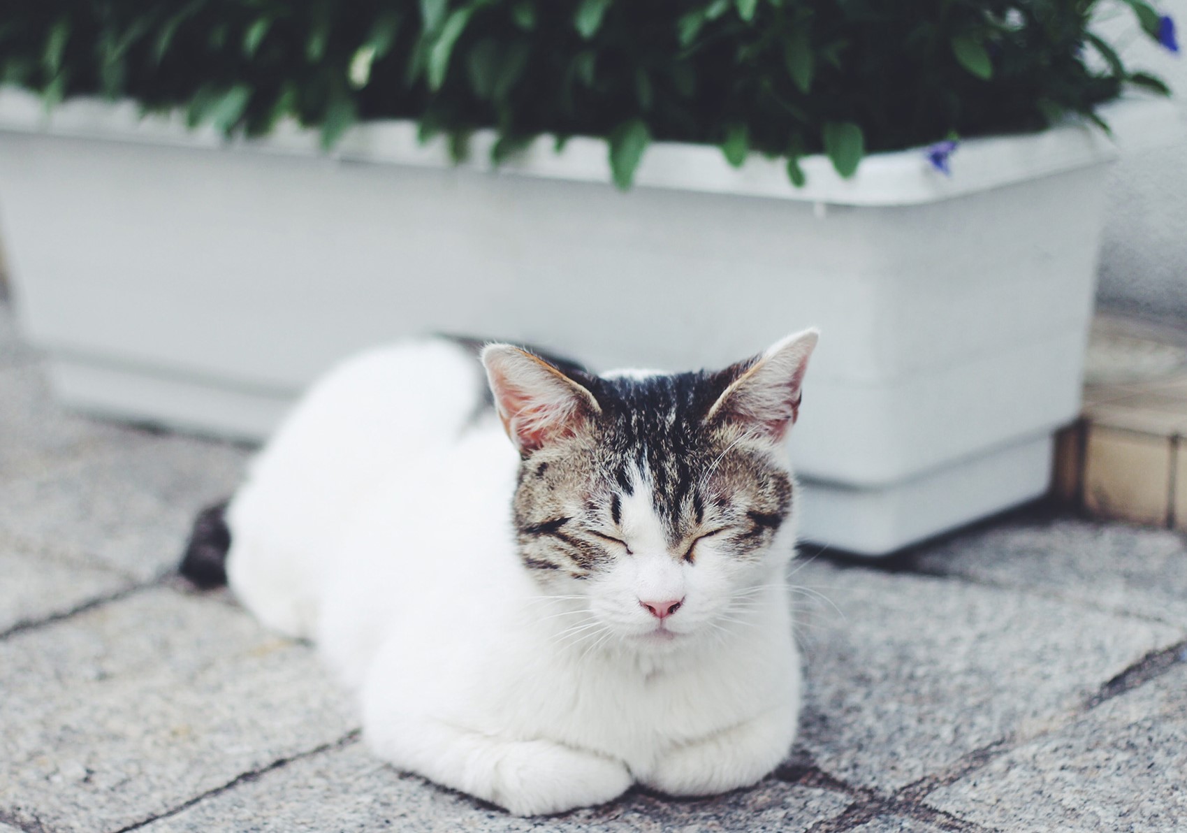 キャッツ