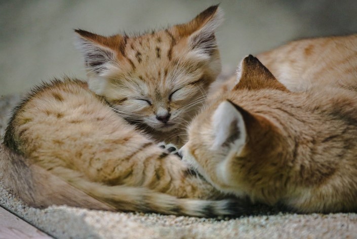 眠りねこ